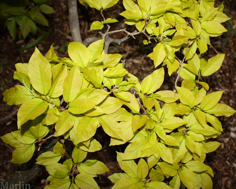 Proctor's Magnolia
