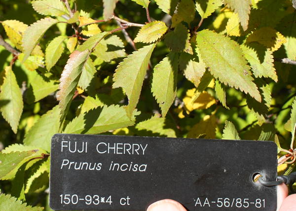arboretum accession tag
