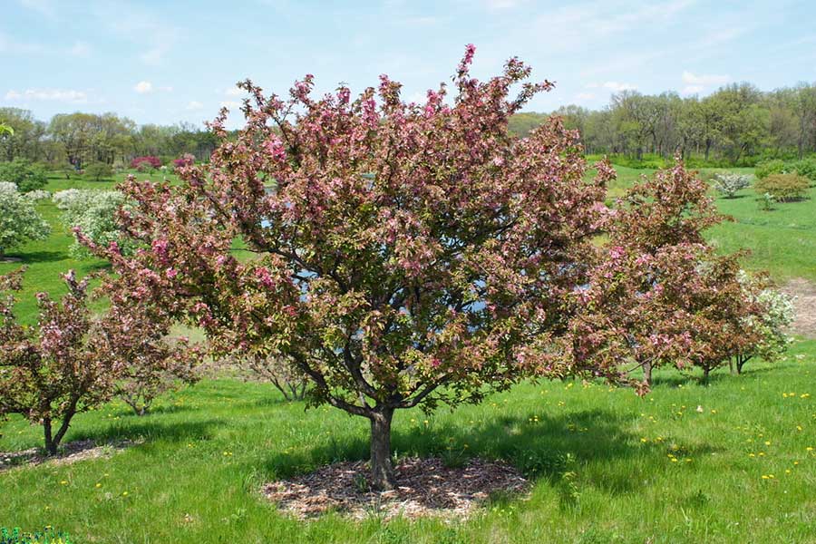 Adams Crabapple - Malus 'Adams'