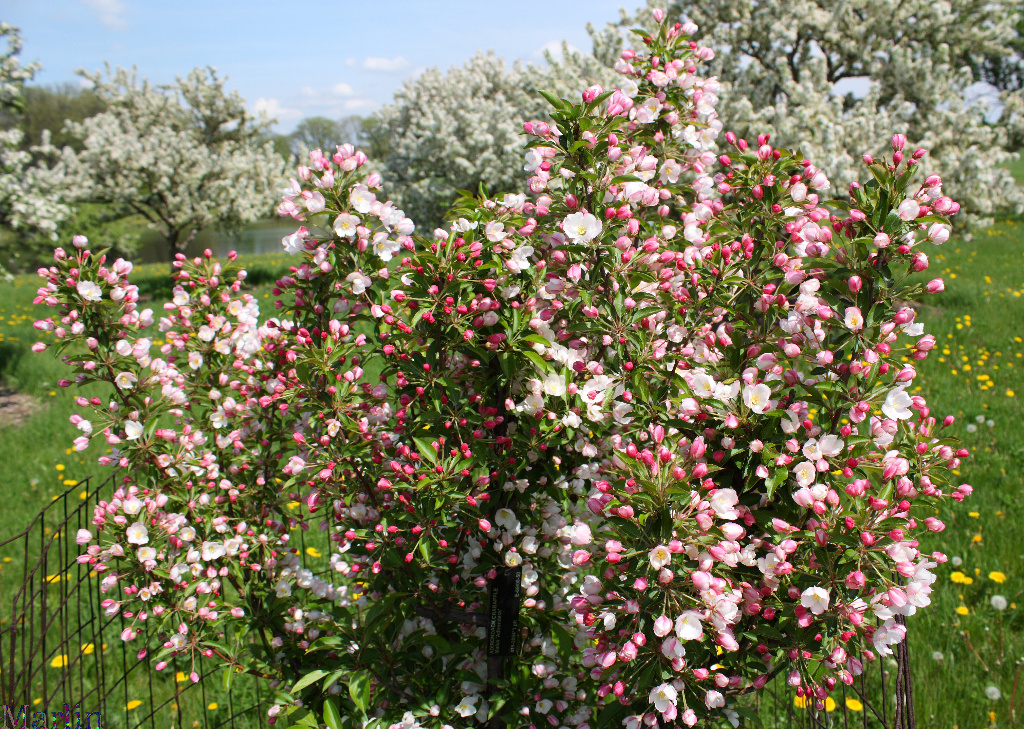 Adirondack Crabapple
