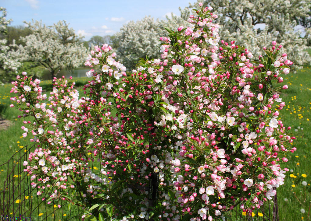 Adirondack Crabapple