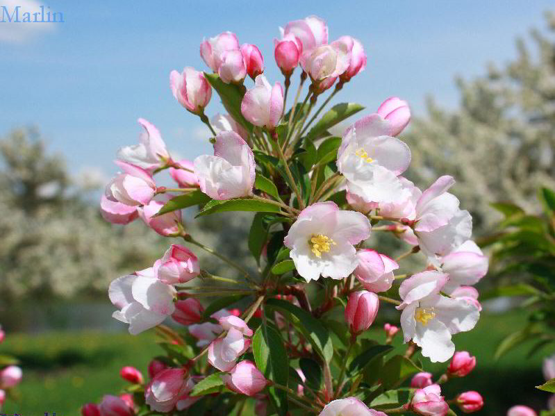 Adirondack Crabapple Blossoms