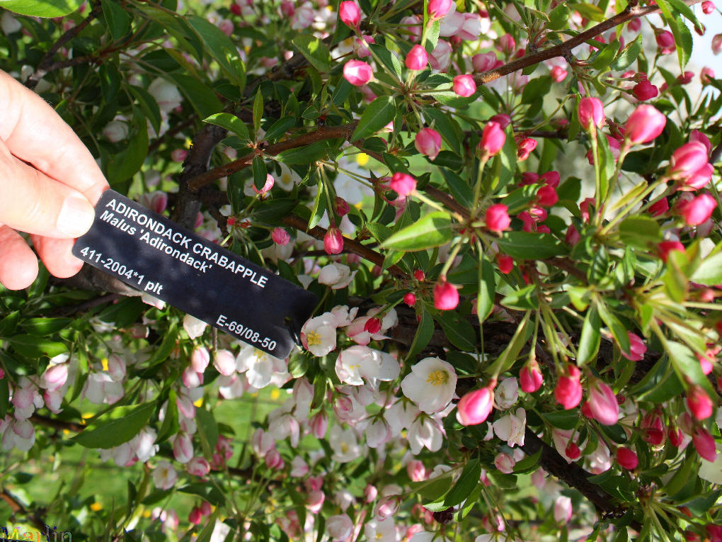 Adirondack Crabapple