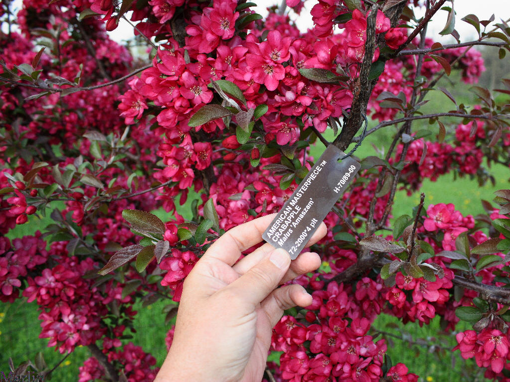 American Masterpiece Crabapple Flowers