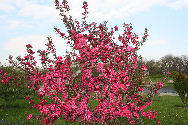 American Masterpiece™ Crabapple - Malus 'Amaszam'