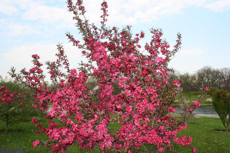 American Masterpiece Crabapple