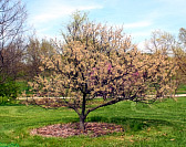 American Plum - Prunus americana var. lanata