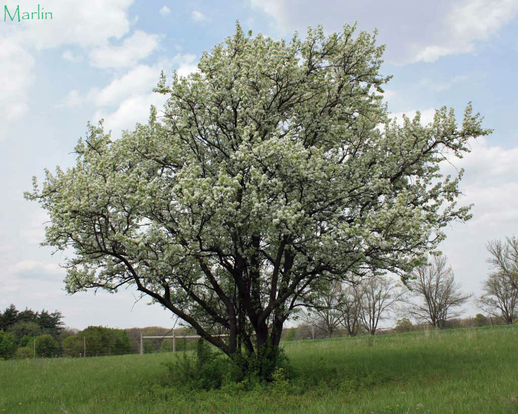 Aristocrat Callery Pear - Pyrus calleryana 'Aristocrat'