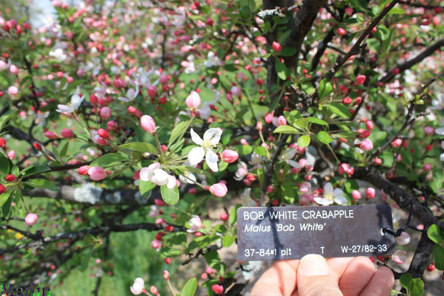 Bob White Crabapple