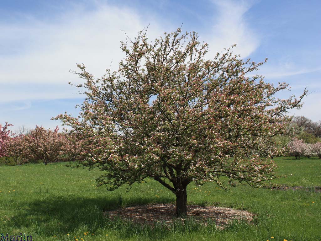 Bob White Crabapple