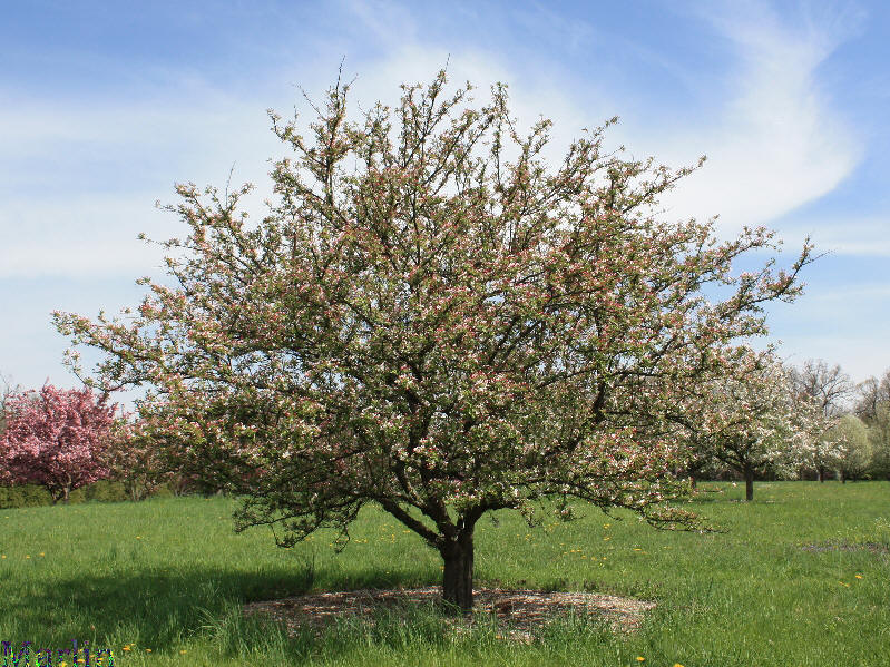 Bob White Crabapple