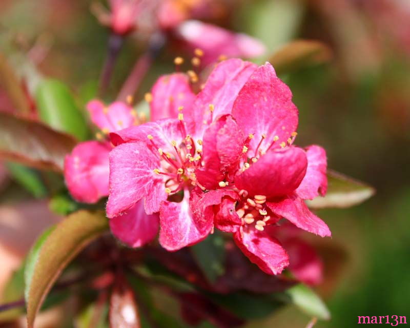 Burgundy Crabapple - Malus 'Burgundy'