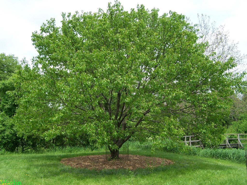 Callery Pear at Morton Arboretum