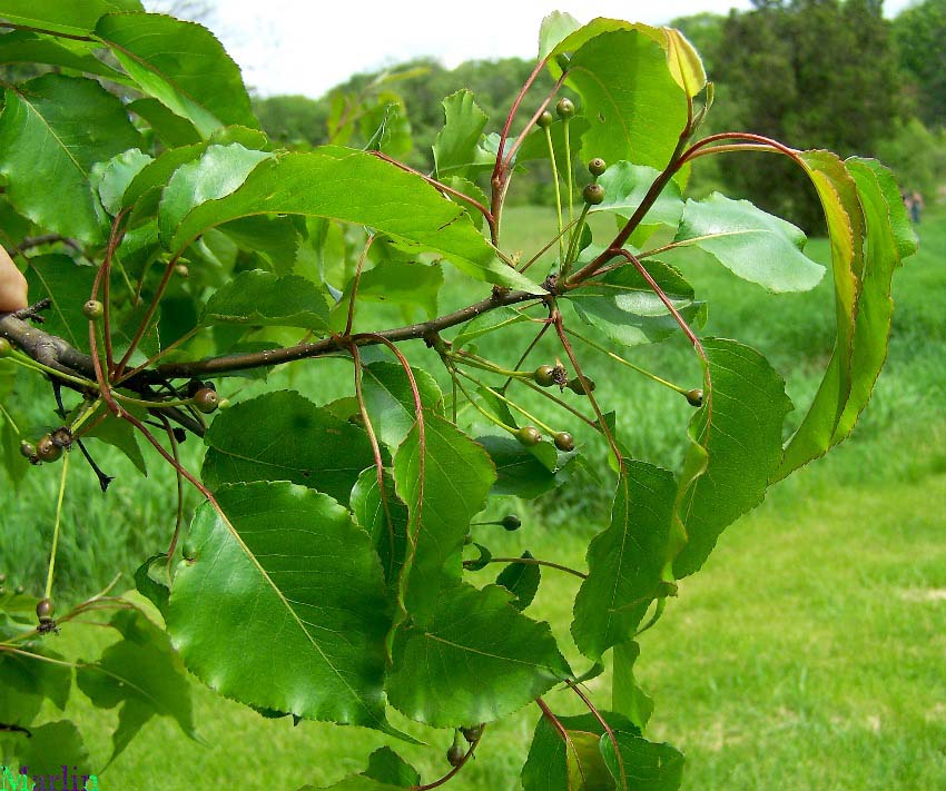 Callery Pear foliage and young fruit