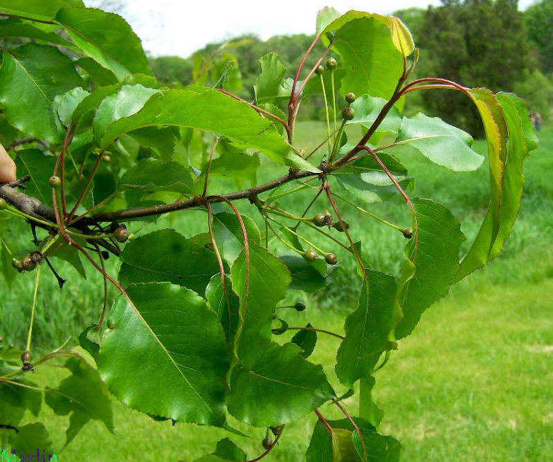 Callery Pear foliage and young fruit