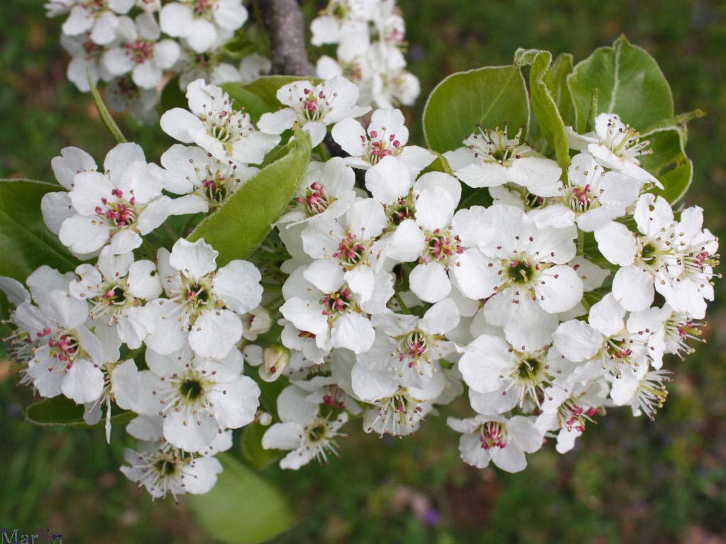 Callery Pear Blossoms