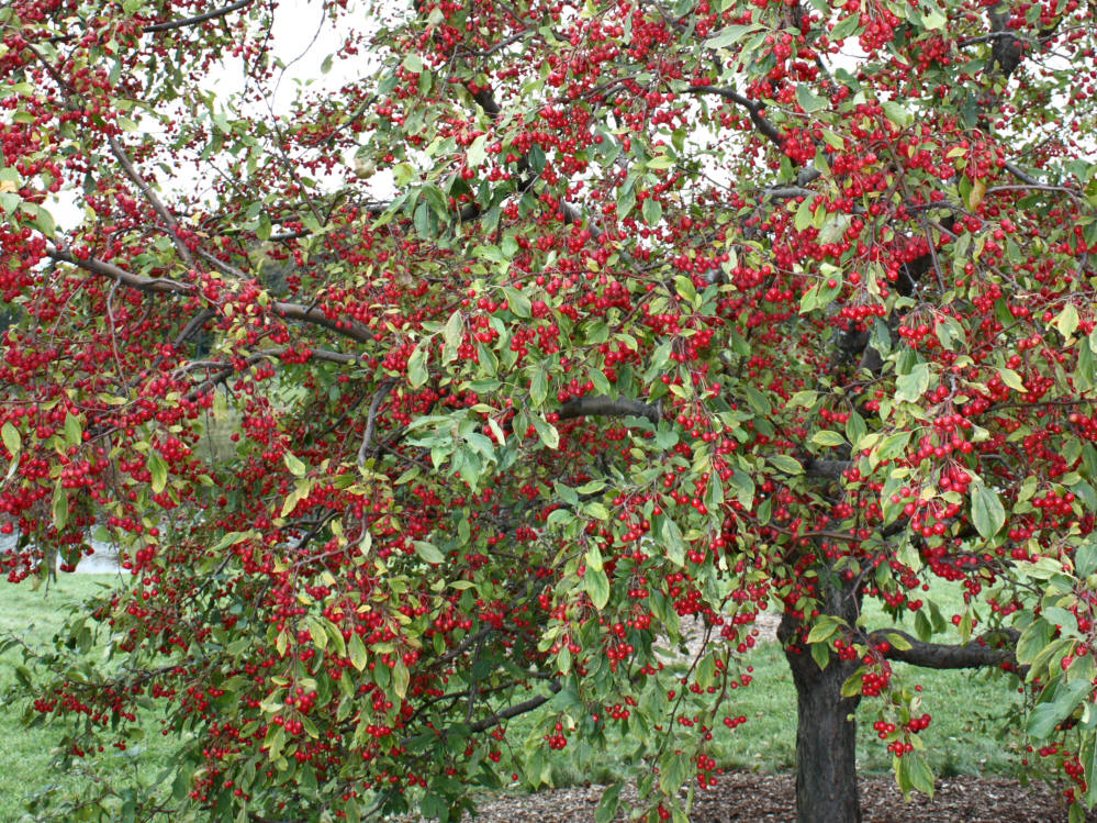 Christmas Holly Crabapple Fruit