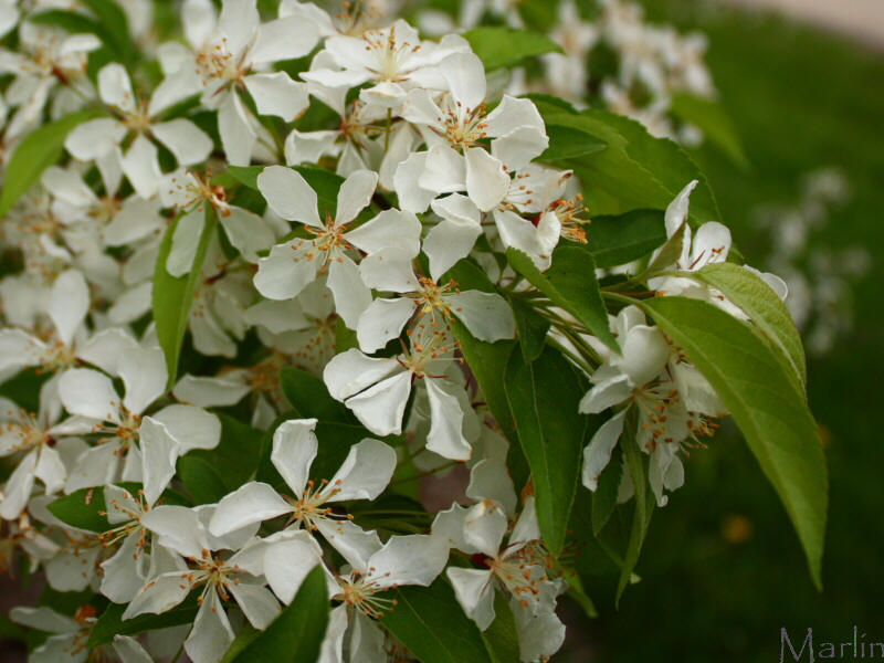 Christmas Holly Crabapple Blossoms