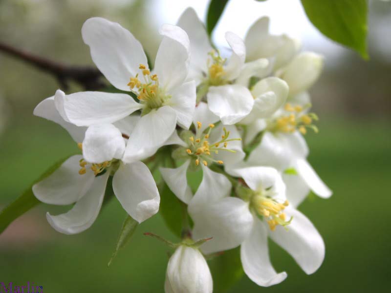 Dolgo Crabapple