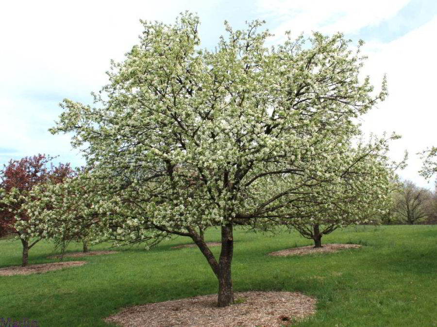 Dolgo Crabapple