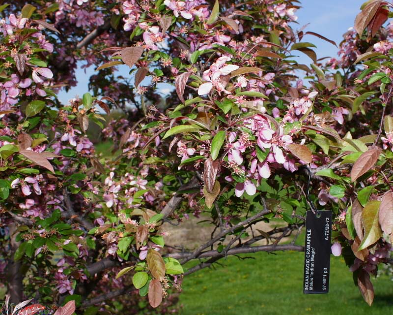 Indian Magic Crabapple