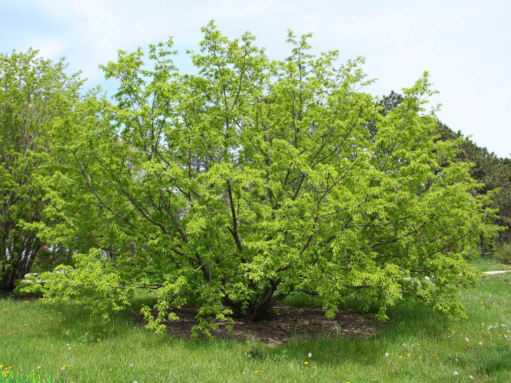 Japanese bird cherry