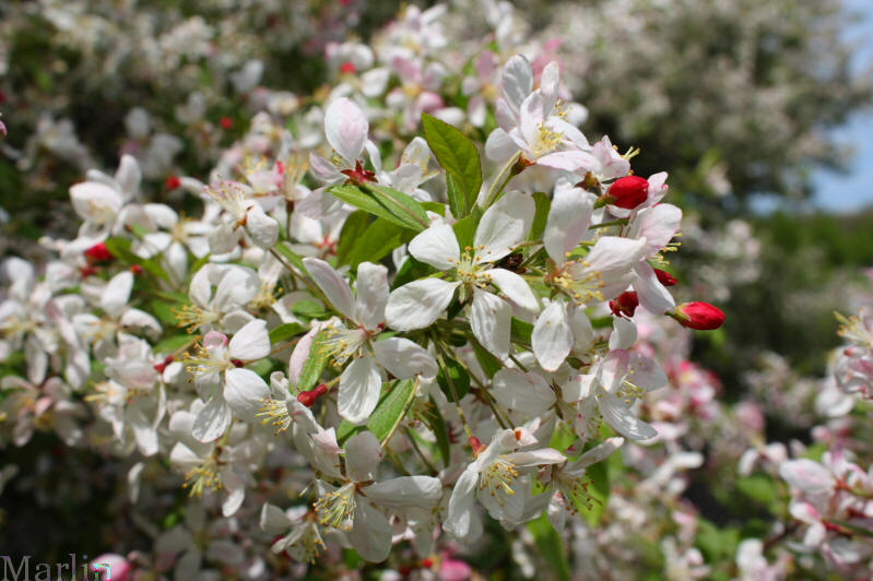 Japanese Flowering Crabapple - Malus floribunda