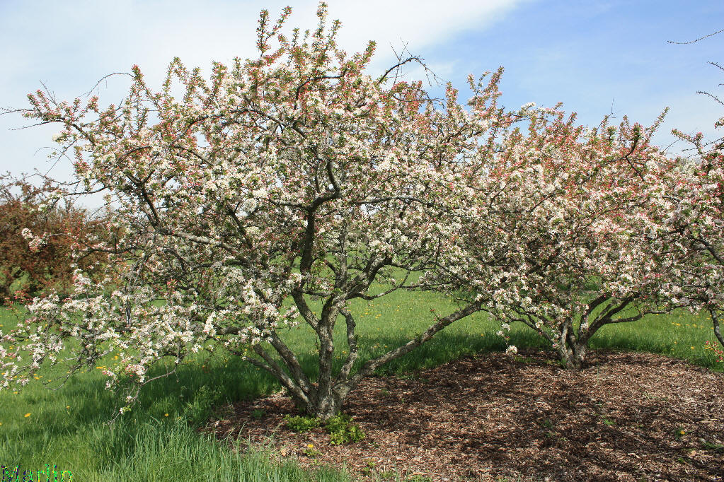 Jewelberry Crabapple