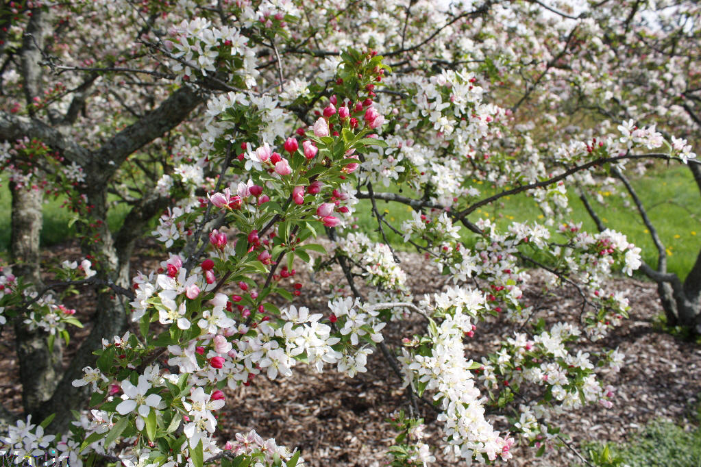 Jewelberry Crabapple