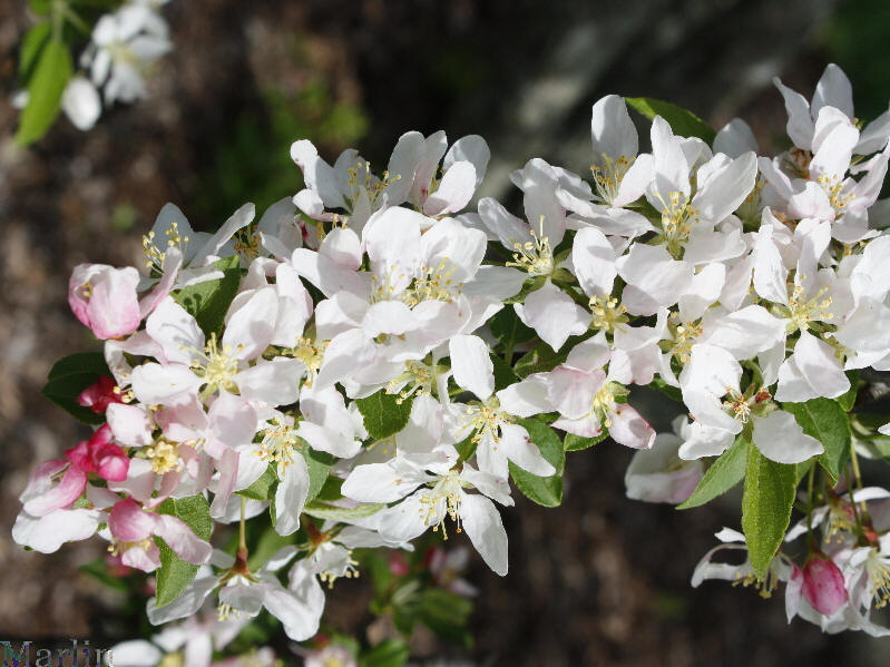 Jewelberry Crabapple