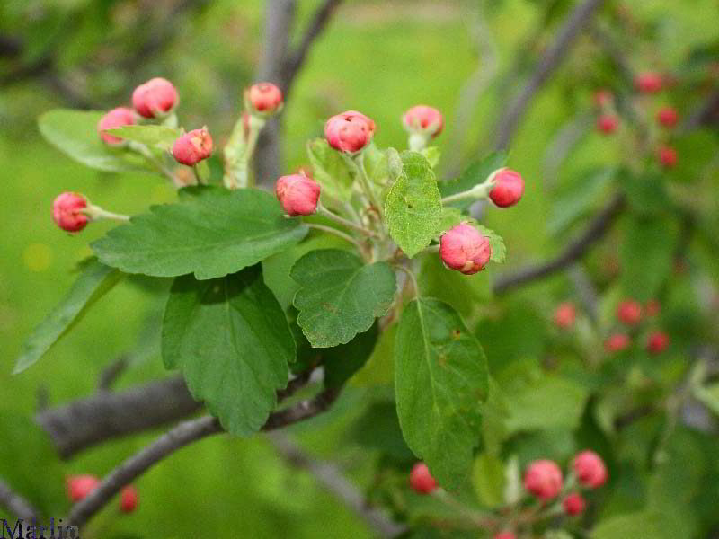 Klehm Prairie Crabapple - Malus ioensis 'Klehmii'
