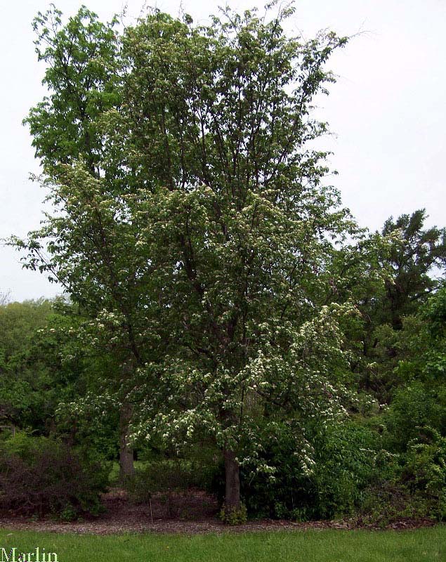 Korean Mountain-ash - Sorbus alnifolia 