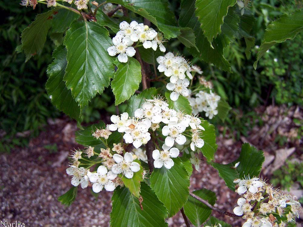 Korean Mountain-ash flowers and foliage
