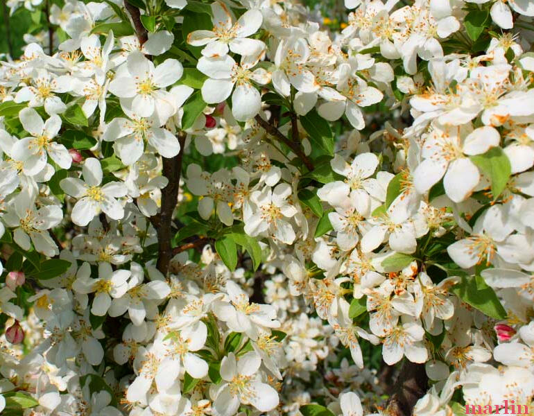Lancelot Crabapple Flowers