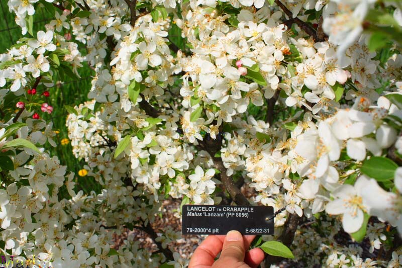 Lancelot™ Crabapple Blossoms