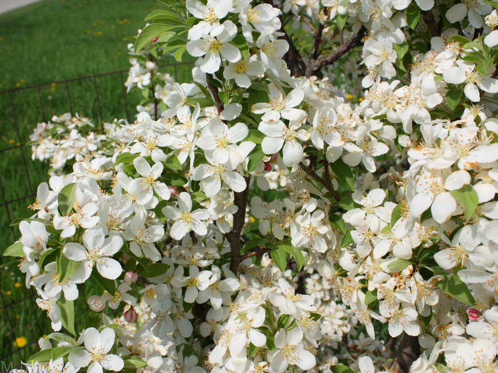 Lancelot™ Crabapple - Malus 'Lanzam'