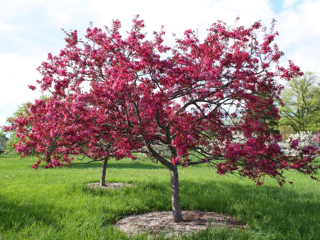 Liset Crabapple