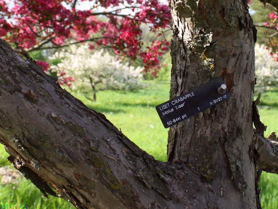 Liset Crabapple