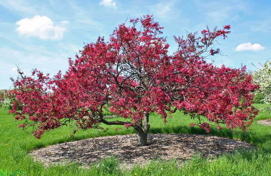 Liset Crabapple, Morton Arboretum acc. 610-58*1