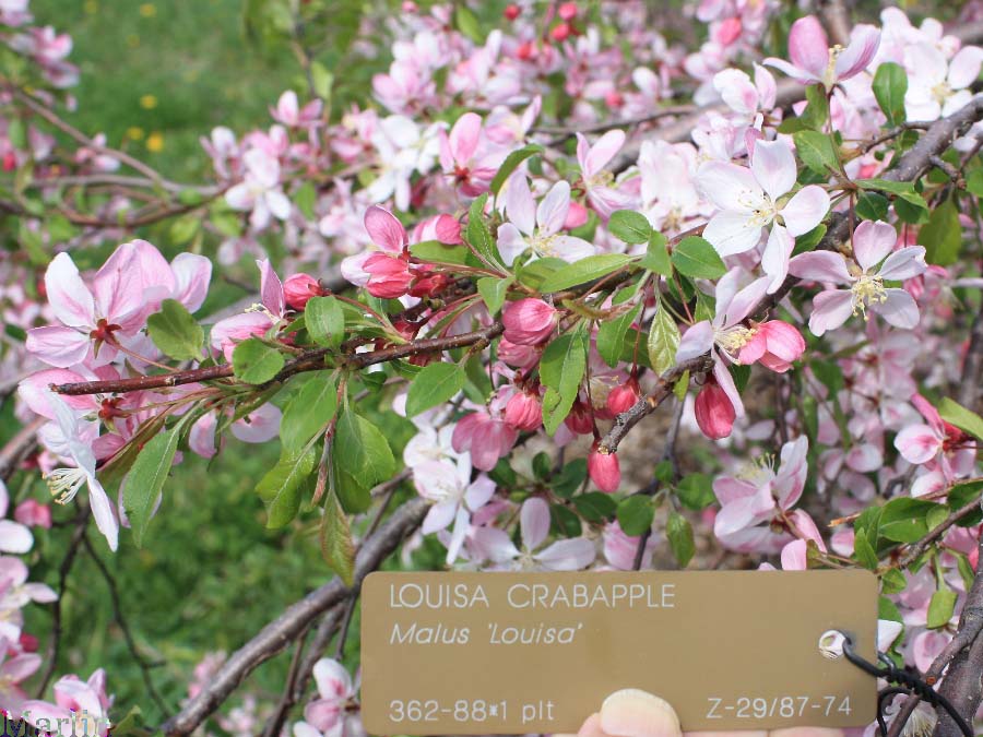 Louisa Crabapple Foliage