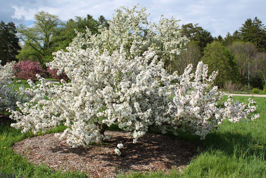 Mary Potter Crabapple
