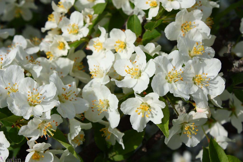 Mary Potter Crabapple