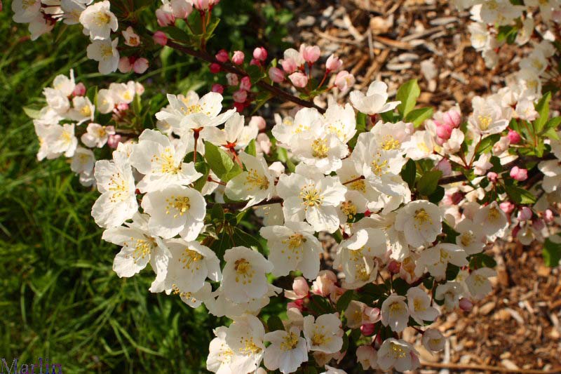 Mary Potter Crabapple