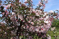 May's Delight Crabapple
