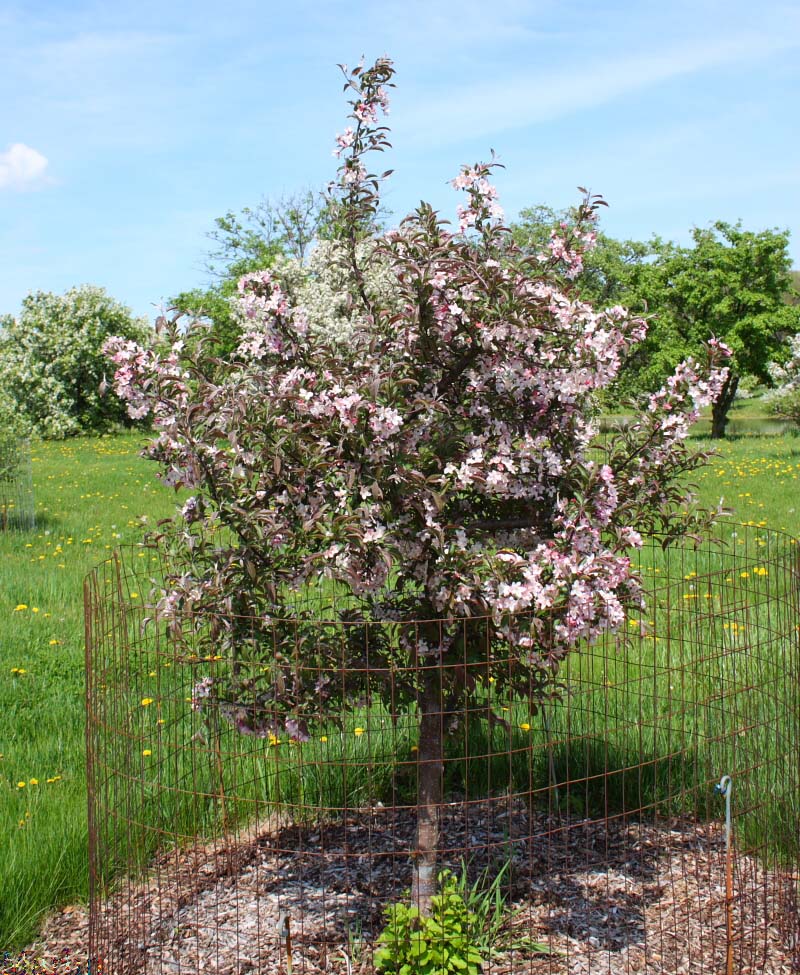 May's Delight Crabapple