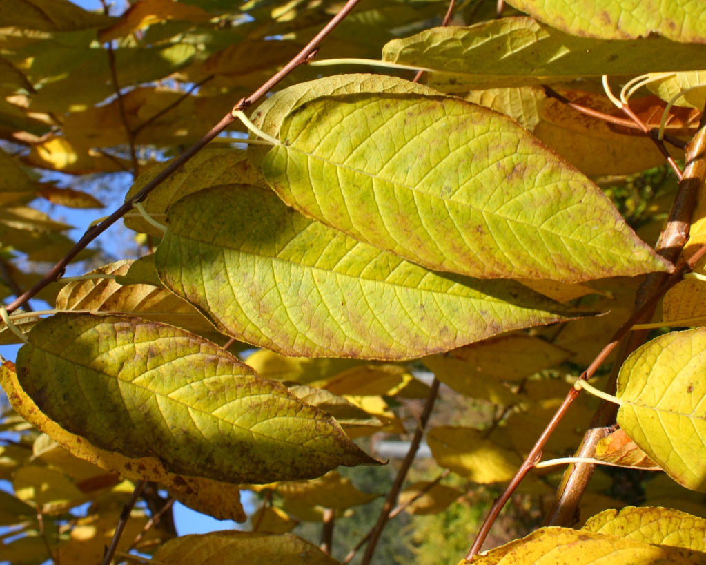 Miyama Cherry - Prunus maximowiczii