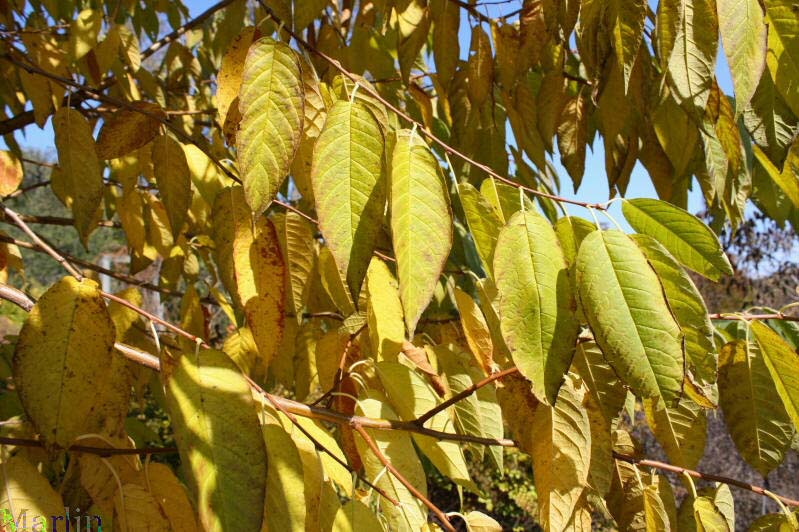 Miyama Cherry - Prunus maximowiczii