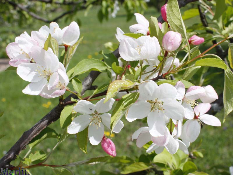 Ormiston Roy Crabapple