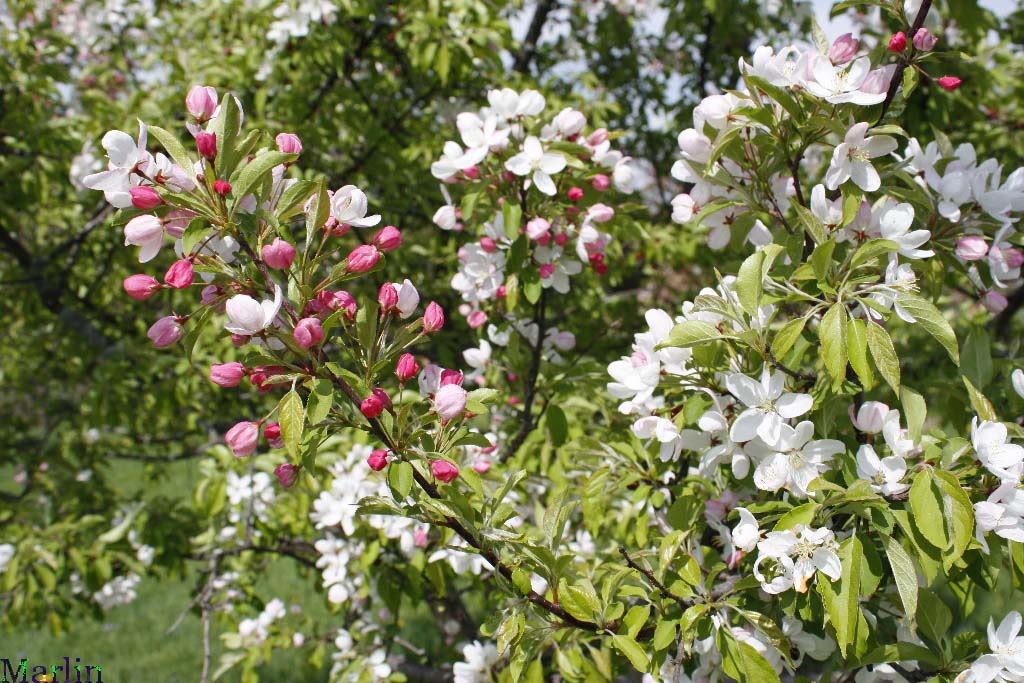 Ormiston Roy Crabapple