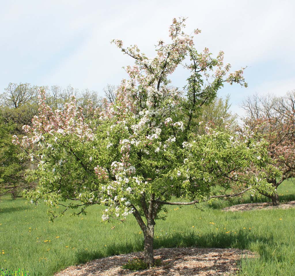 Ormiston Roy Crabapple